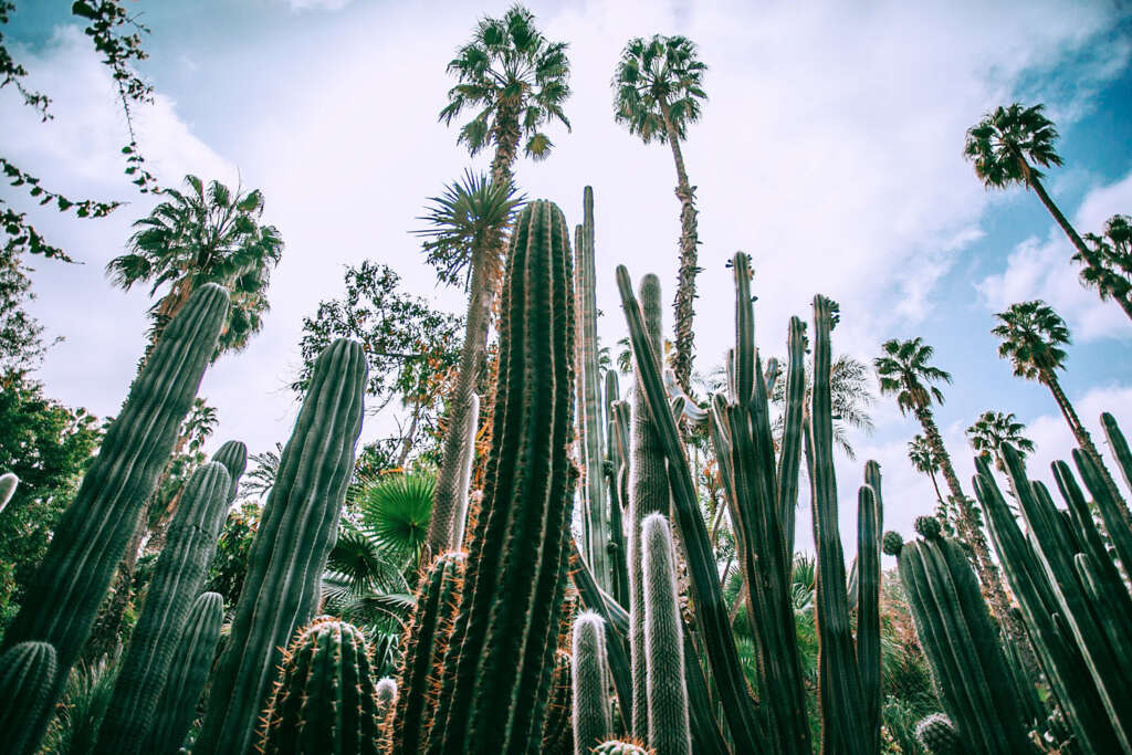 Palm Springs Off the Beaten Path Getaway Cacti garden