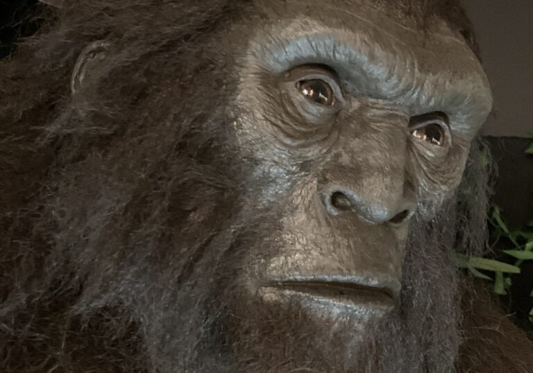 Best Bigfoot Destinations For Sasquatch Sightseeing in America Big Foot