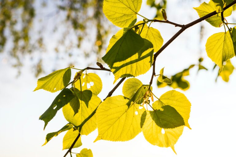 19 Quotes to Start Your Day On A Positive Note Tree Leaves